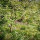 Orchard Tapestry