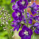 Raindrops keep falling on my....delphiniums