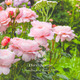 David Austin Roses - Handbook of Roses 2023