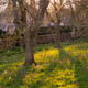 The Fritillary Meadow at Upton Wold