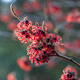 Hamamelis Diane
