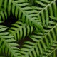 Fern
