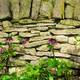 Hellebore Haven