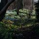 Hellebore Walk