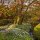 The Spring Garden