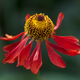 Helenium 