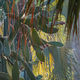 Jardin Majorelle