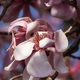 Magnolia sprengeri var. diva