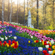 Palette of Spring, The Garden of MorningCalm