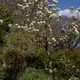 Peartree Path
