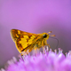 Skipper on Allium