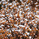 Snow Hamamelis