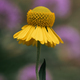 Sneezeweed