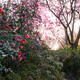 A Curtain of Camellias and Magnolias at White House Farm & Arboretum