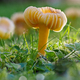 Mushrooms in a weed free lawn at dawn
