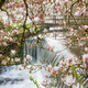 Magnolia over the fall