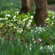 Woodland Garden