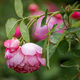 Rosa Royal Jubilee 
