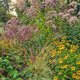 Autumn colour at Beth Chatto Gardens