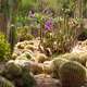 Cactus at Midday 