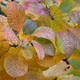 Cotinus coggyria 'Grace' - autumn foliage