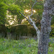 An old fruit tree in the front meadow garden at Great Dixter