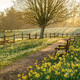 Daffodils Kissed by First Light