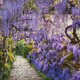 Purple Curtain - Wisteria Dreams