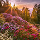 Rhododendron Dreamscape