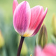 Tulipa 'Light and Dreamy'