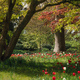 Hever Castle woodland tulip display